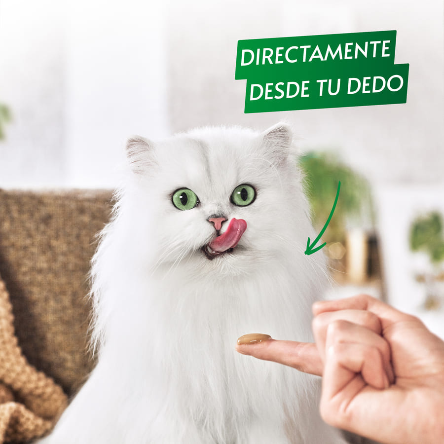 Petisco úmido de salmão gourmet da Nature's Creations para gatos.