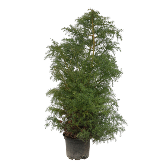 Cèdre du Japon (Cryptomeria japonica) 'Elegans' 40/60 : pot 3L