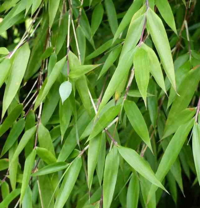 Fargesia denudata 'xian 2' (bambou non traçant) taille pot 30 litres - 110/150cm - 10/15 cannes