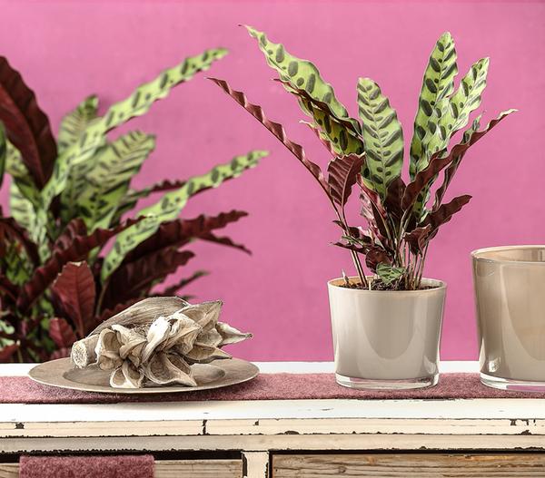 Korbmarante - Calathea lancifolia