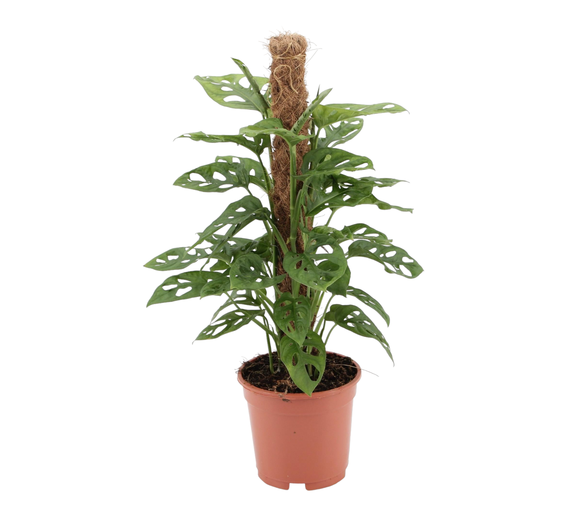 Plante d'intérieur - monstera adansonii monkey leaf sur tuteur 60.0cm