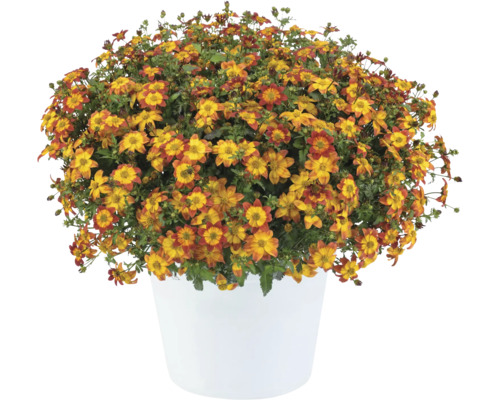 Bidens, Zweizahn, Goldmarie FloraSelf Bidens 'Caribbean Fire'/ 'Blazing Star' Ø 12 cm pot