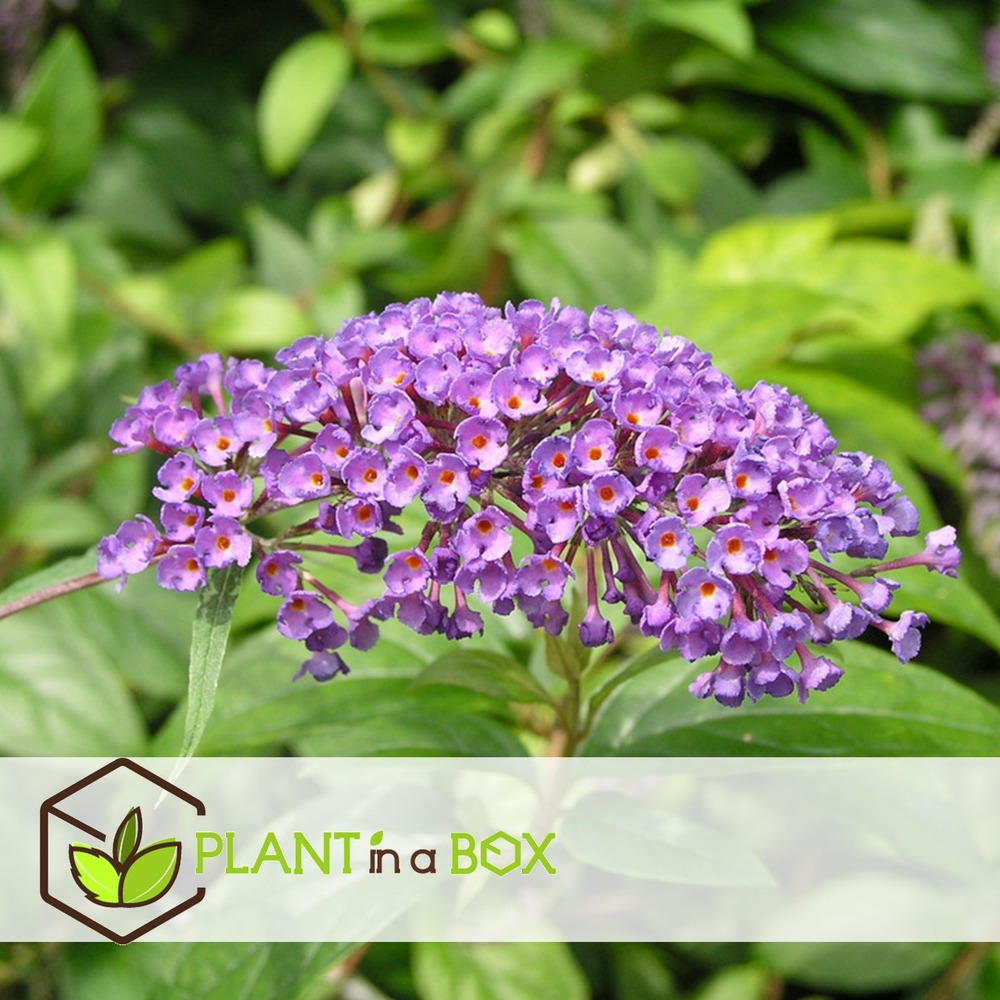 Arbustes à papillons - buddleja purple - set de 3 - pot 9cm - hauteur 25-40cm