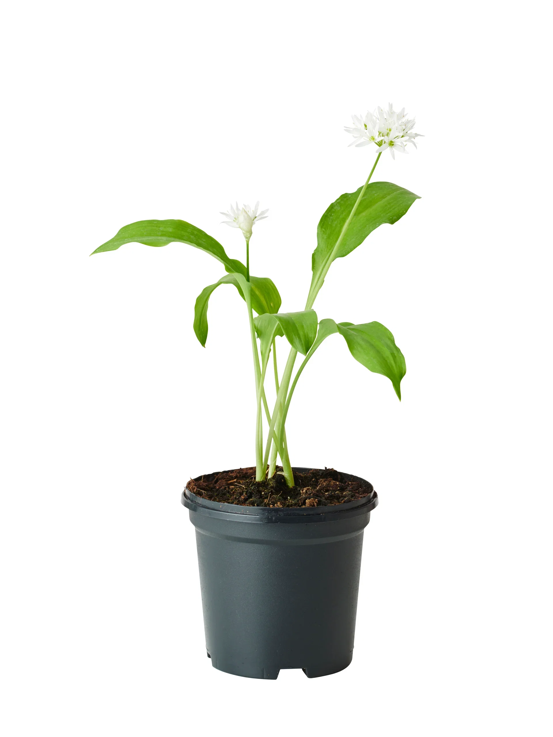 Allium ursinum Ramsløk Ø11 cm