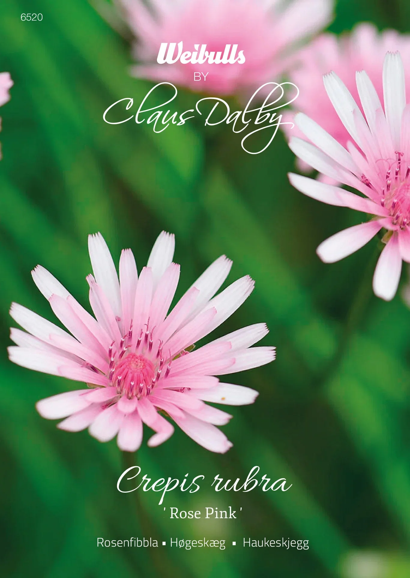 Crepis rubra 'Rose Pink' Rosenblad 'Rose Pink'