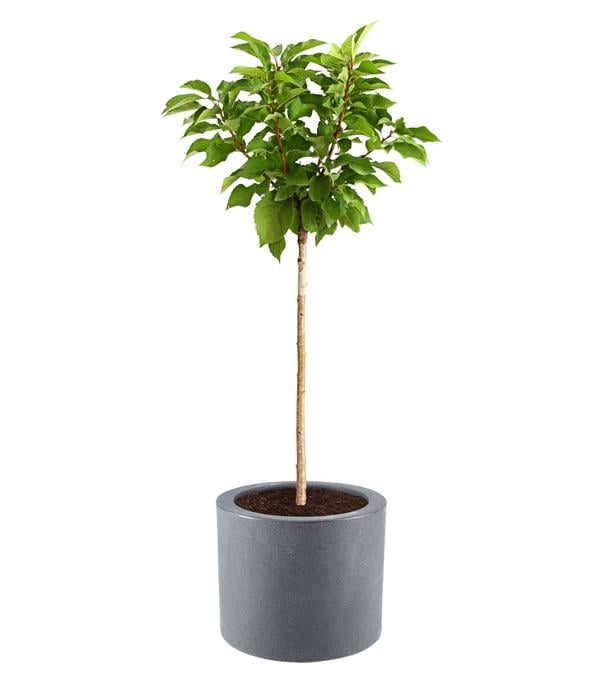 Dehner Kunststoff-Blumenkübel Palermo mit