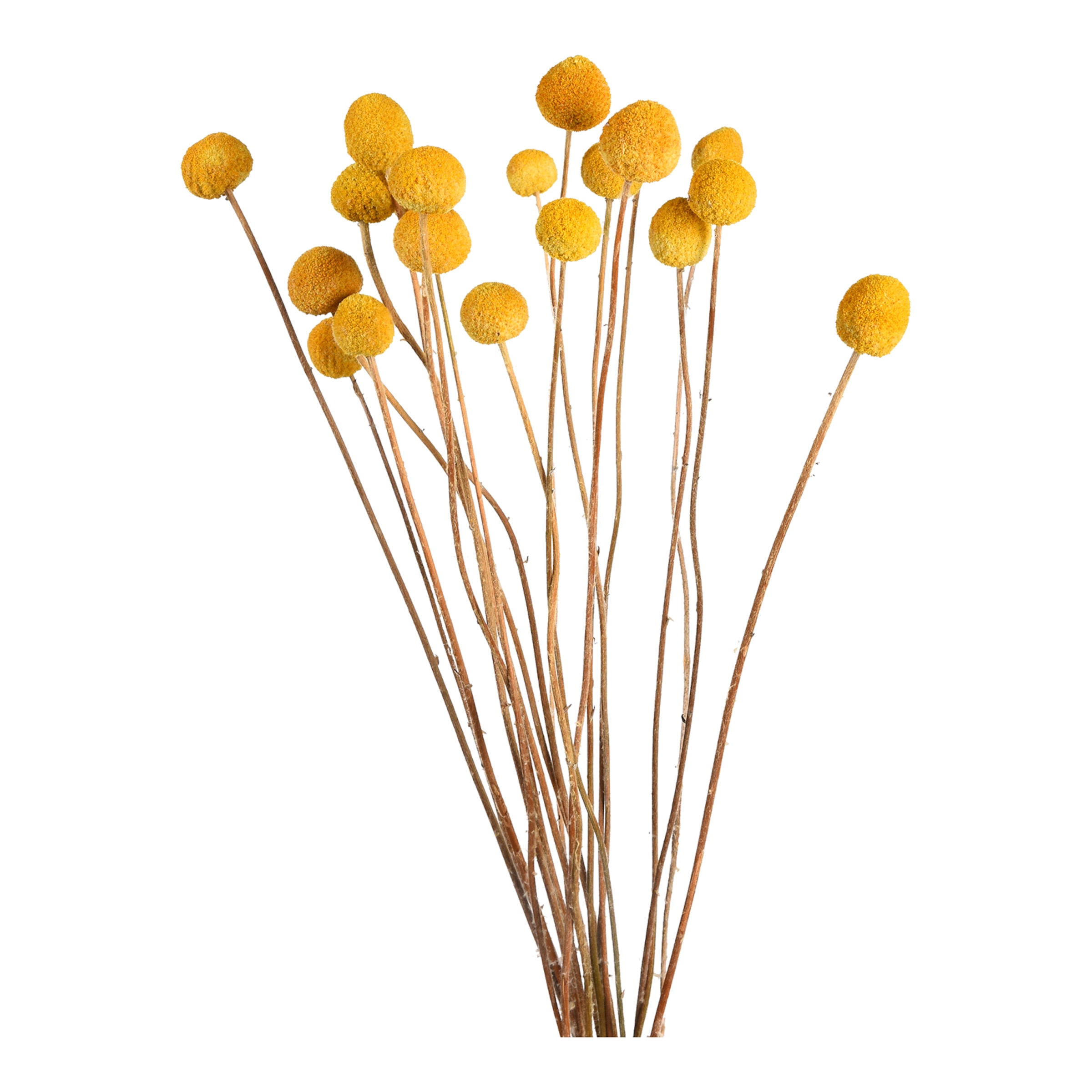 gelb, L 55 cm