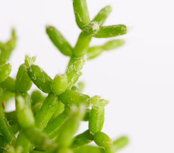 Binsenkaktus - Rhipsalis cultivars,