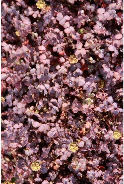 Stekelnootje (Acaena inermis 'Purpurea') D 9 H 10 cm