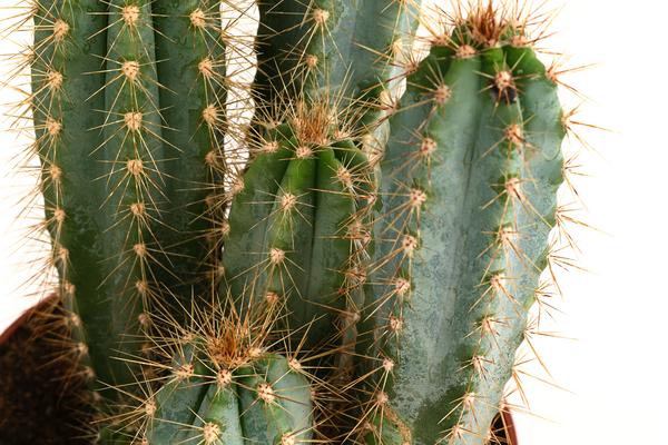 Blauer Haarsäulenkaktus - Pilosocereus