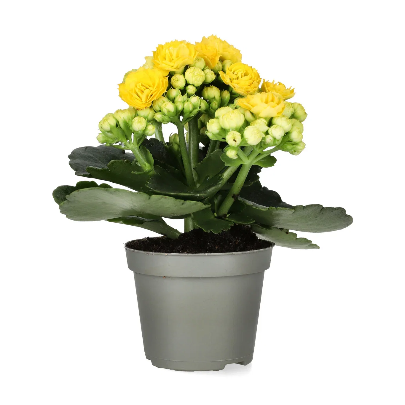 Kalanchoe mini Yellow 6cm Ildtopp Høyde 10 cm