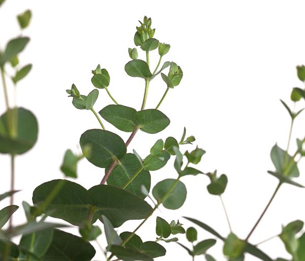 Eukalyptus, Busch