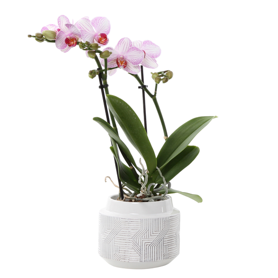 Orchidée Phalaeonopsis 2 tiges - pot D.12 cm