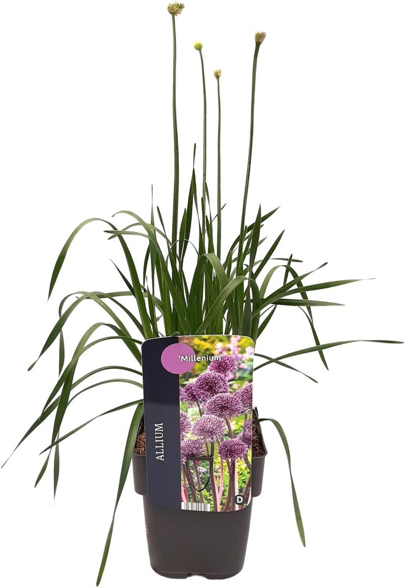 Sierui (Allium 'Millenium') D 17 H 10 cm