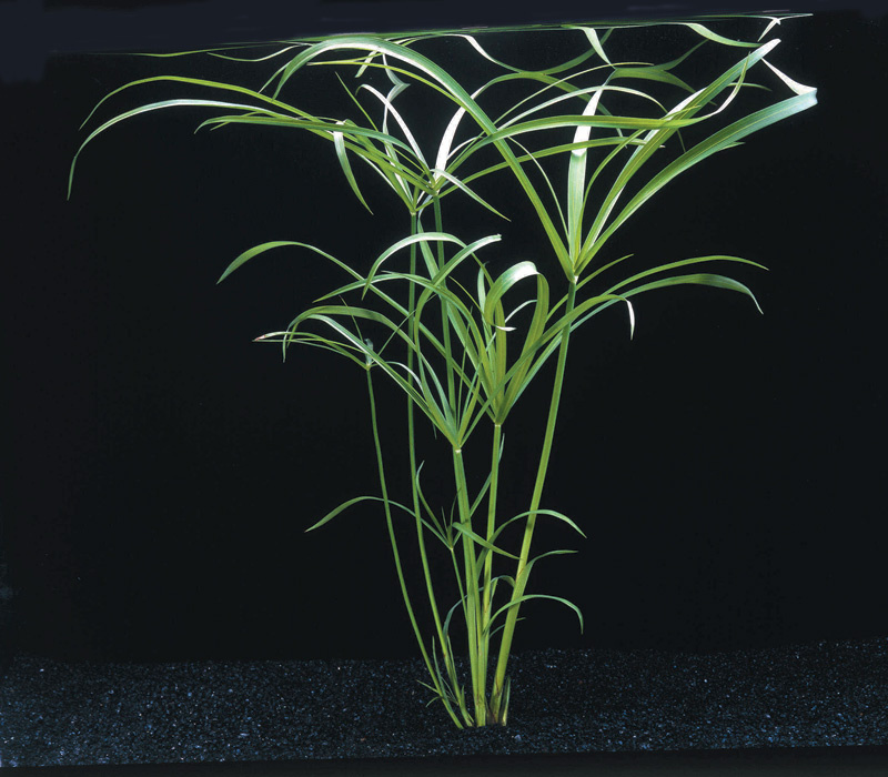 Waterplant Cyperus Alternifolius