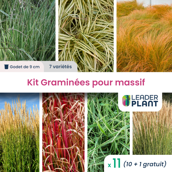 Kit graminée pour massif – 7 variétés – lot de 11 plants en godet
