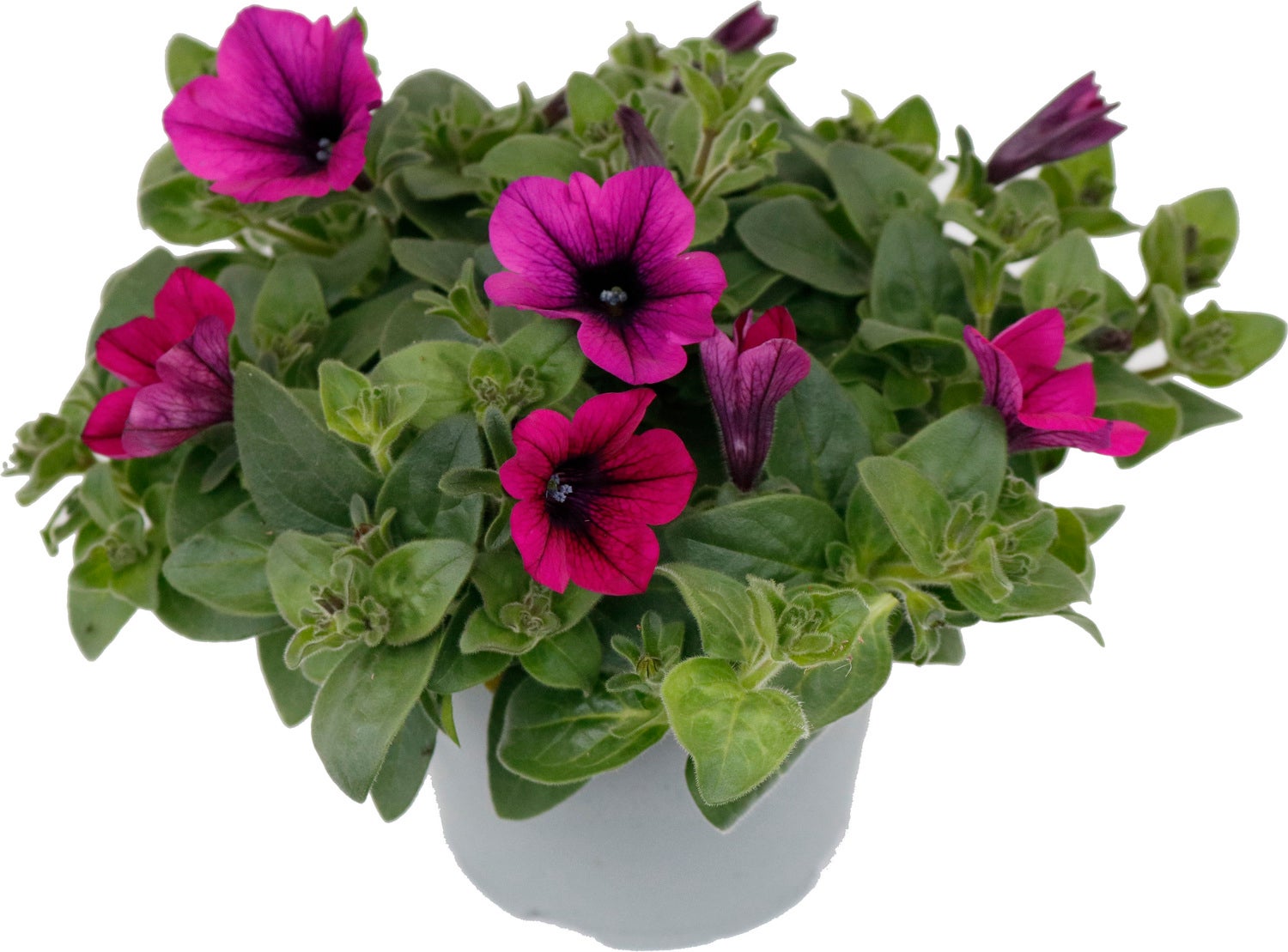 Petunia (Petunia) paars D 13 H 15 cm