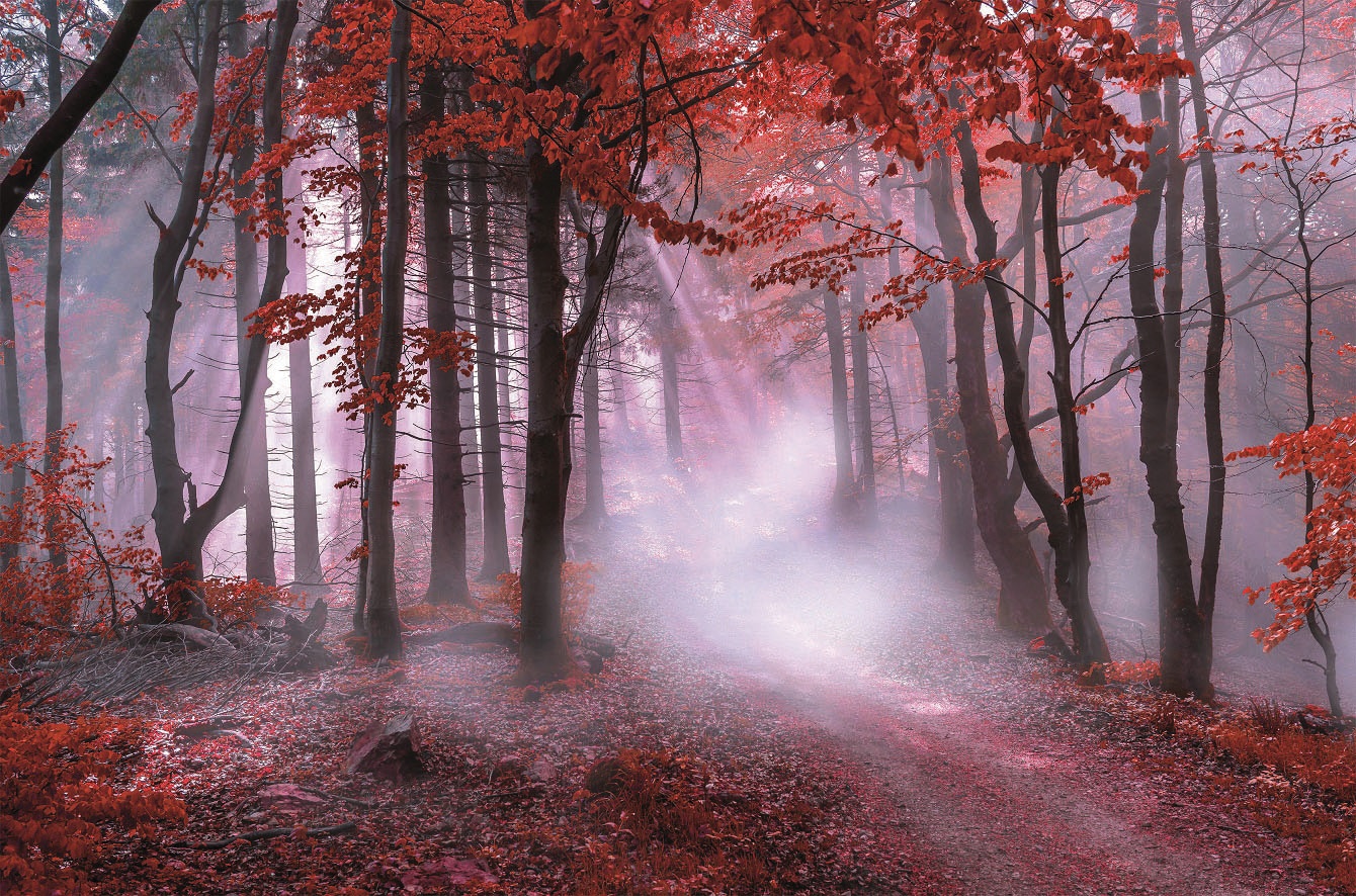 Bönninghoff Leinwandbild »Herbstwald im Nebel« 1 Stk. tlg.