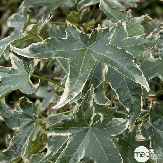 Liquidambar styraciflua 'Silver King' : conteneur 15 litres