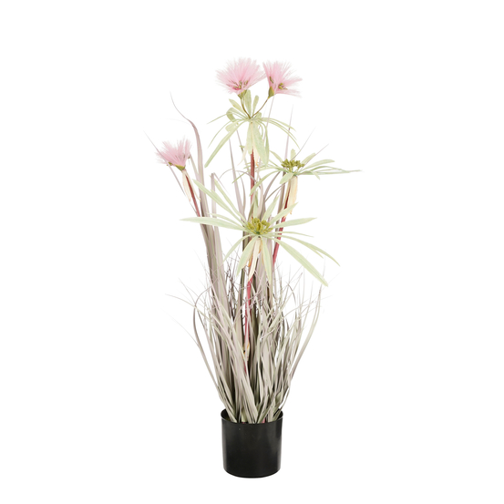 Herbe panaché en pot violet - H.80xD.35cm