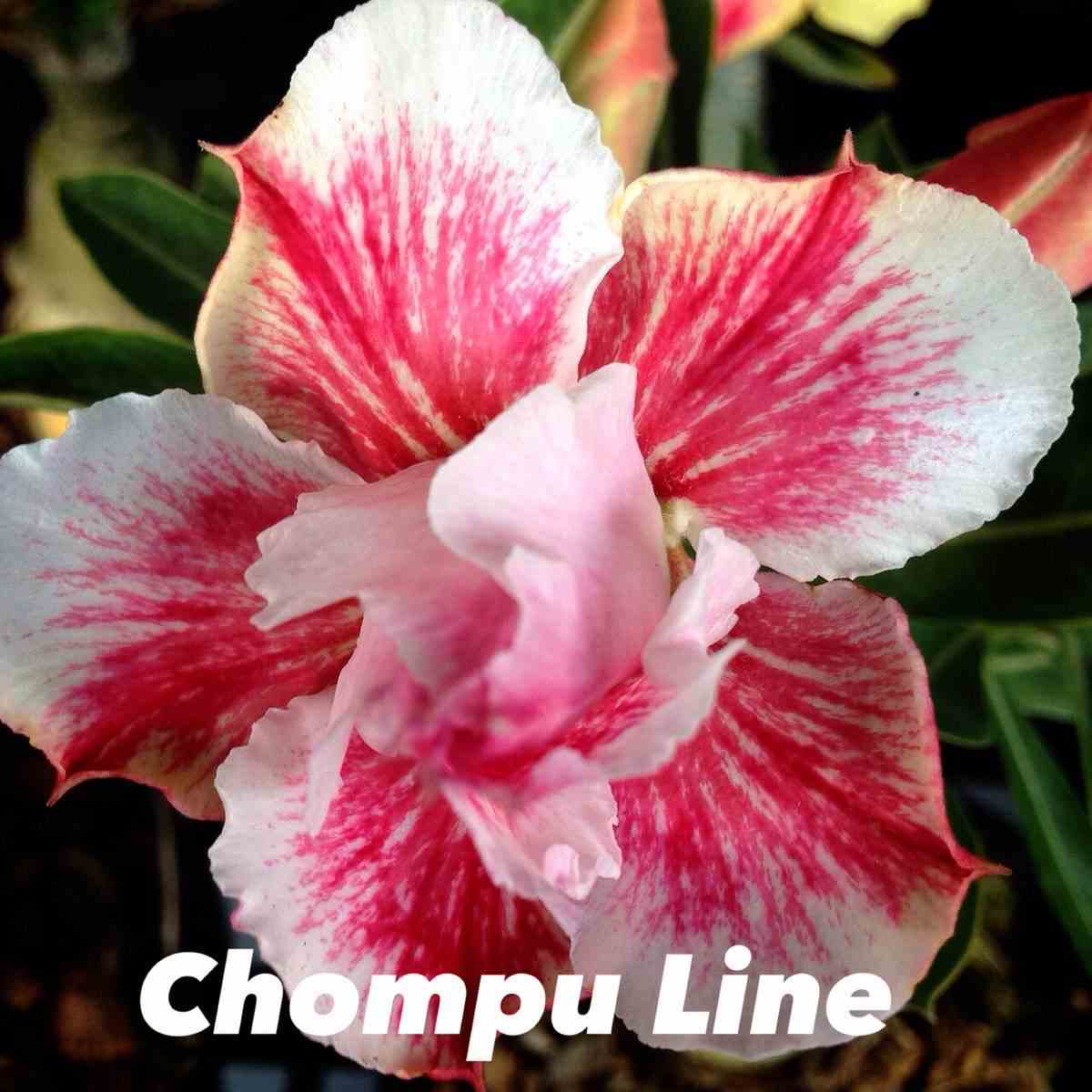 Adenium obesum cv chompu line rouge - taille caudex d'environ 150g