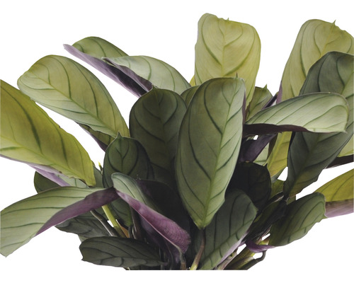 Kamm-Marante FloraSelf Ctenanthe burle-marxii 'Amagris' H 20-30 cm Ø 12 cm pot
