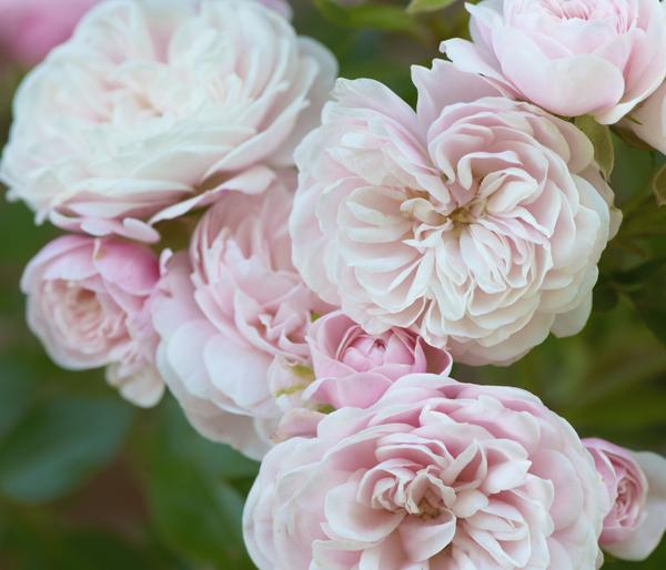 Zwerg-Kletterrose 'Starlet® Alina®'