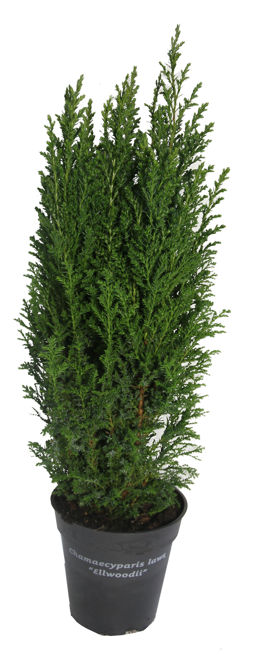 Chamaecyparis law. Elwoodii pot 13 cm