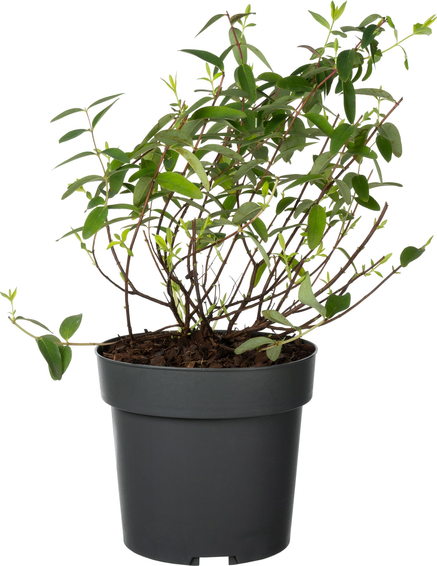Hersthooi (Hypericum 'Hidcote') D 19 H 30 cm