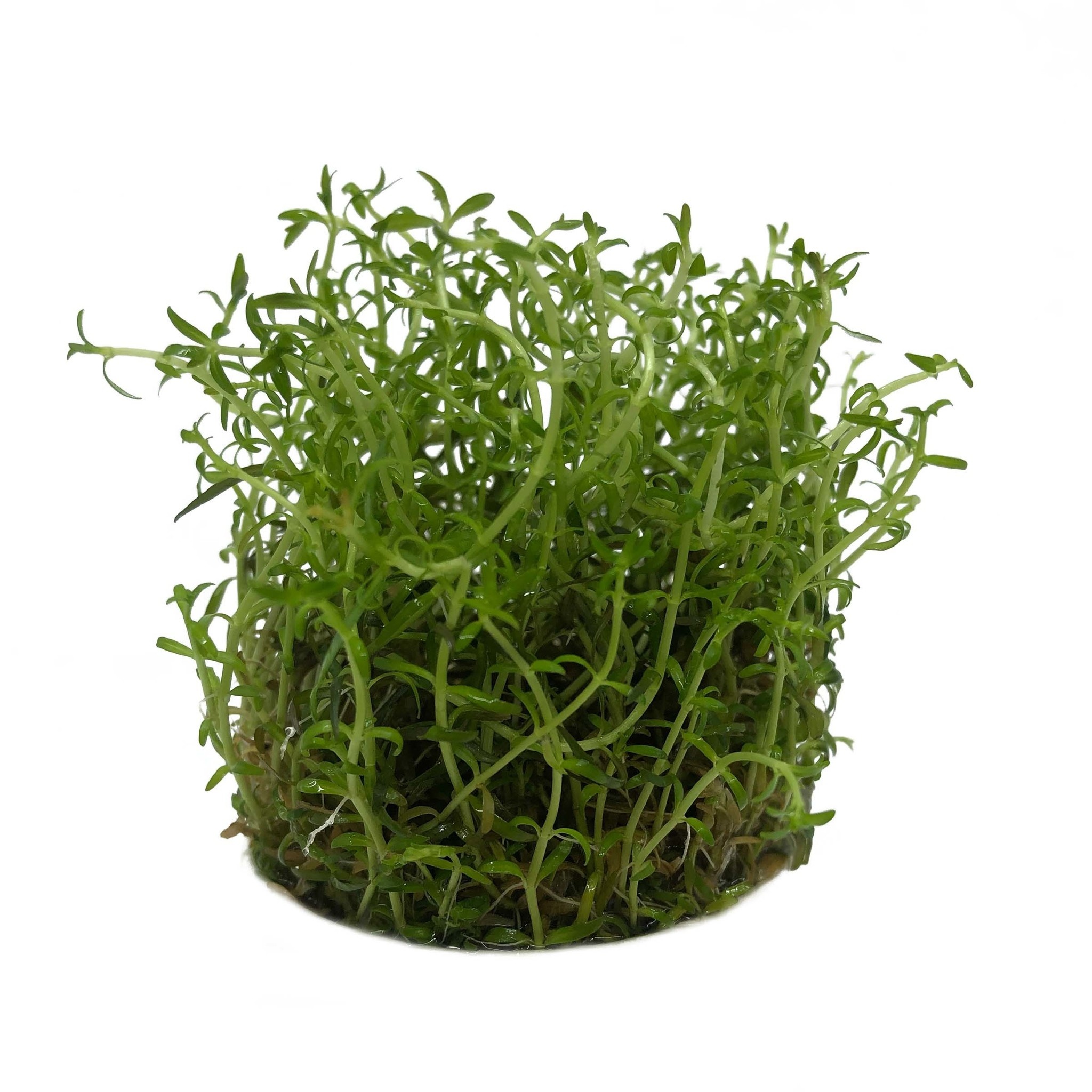 Plantenpakket in vitro bakje