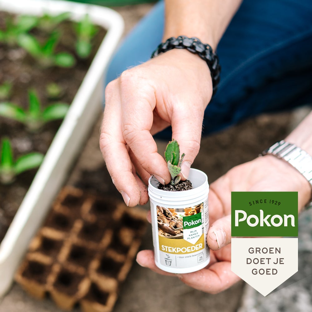 Pokon stekpoeder 25 g