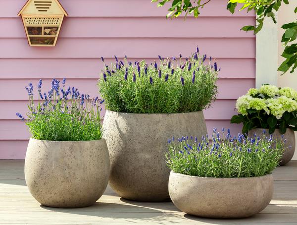 Lavendel 'Royal Blue'