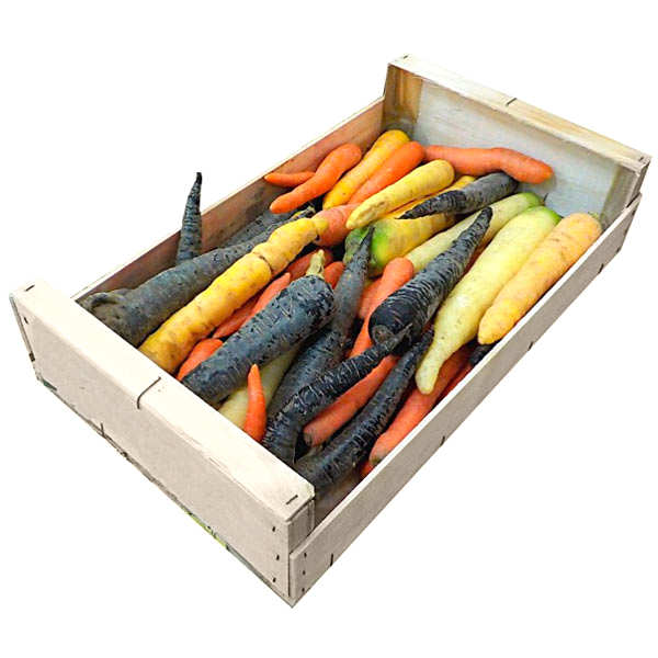 Carottes bio - trois couleurs