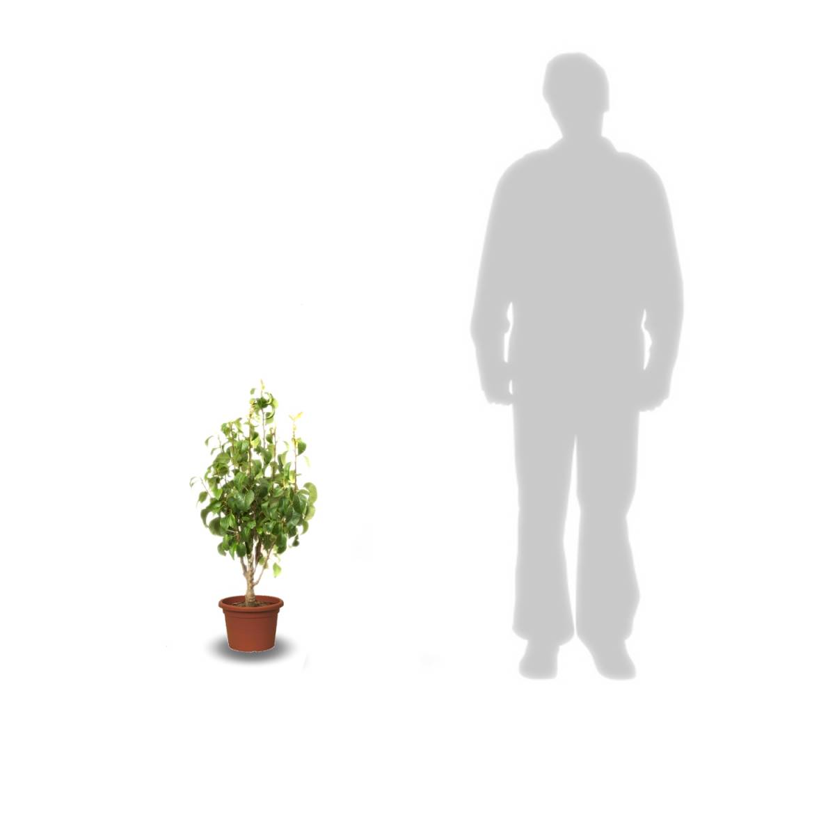 Abricotier nain petit' abri® - nain de jardin®/prunus armeniaca petit' abri® - nain de jardin®[-]pot de 5l