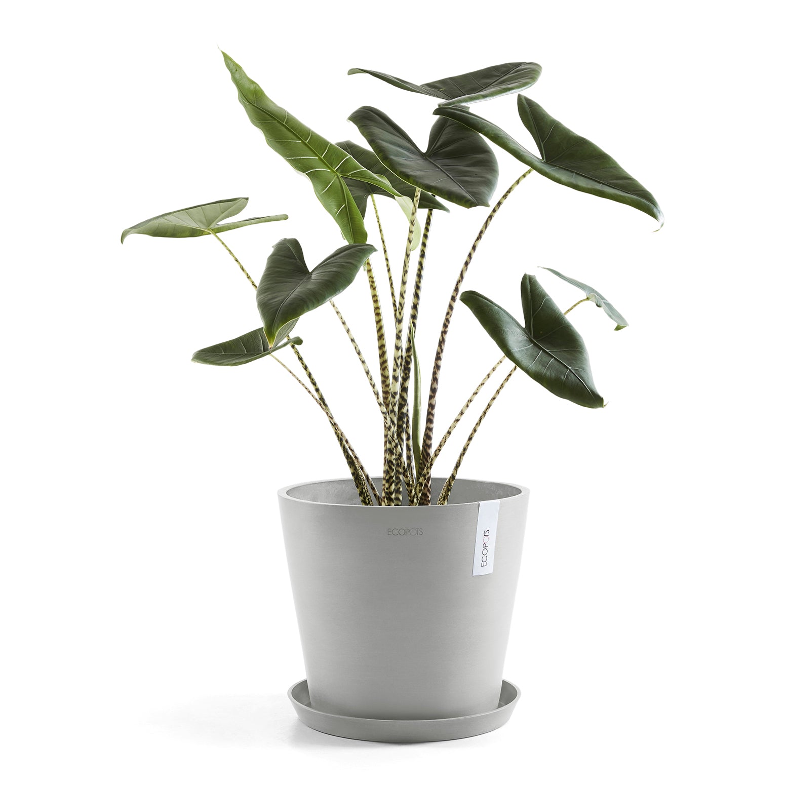 Ecopots Amsterdam 40