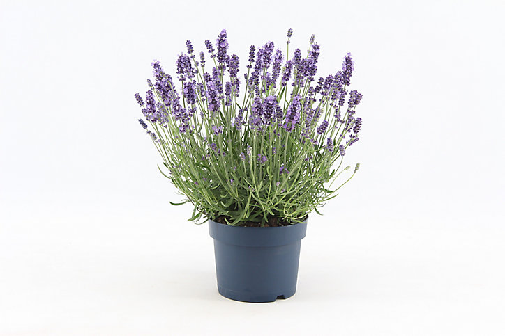 Lavande Angustifolia Felice bleue 2L