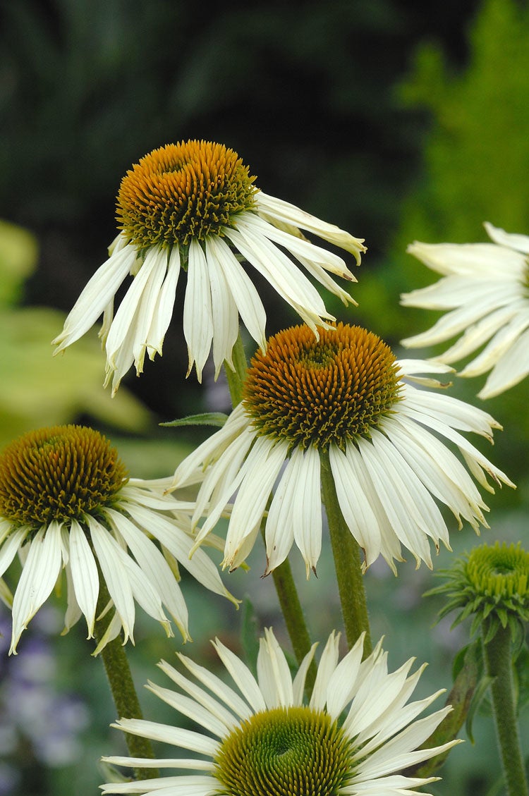 Zonnehoed (Echinacea purpurea 'White Swan') D 9 H 10 cm