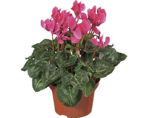 Cyclamen Patio Mix FloraSelf Cyclamen persicum Ø 10/11 cm pot