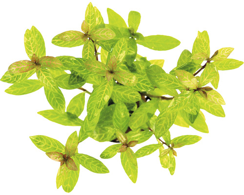 Indische waterpest, roze bladnerven - Hygrophila polysperma Sunset
