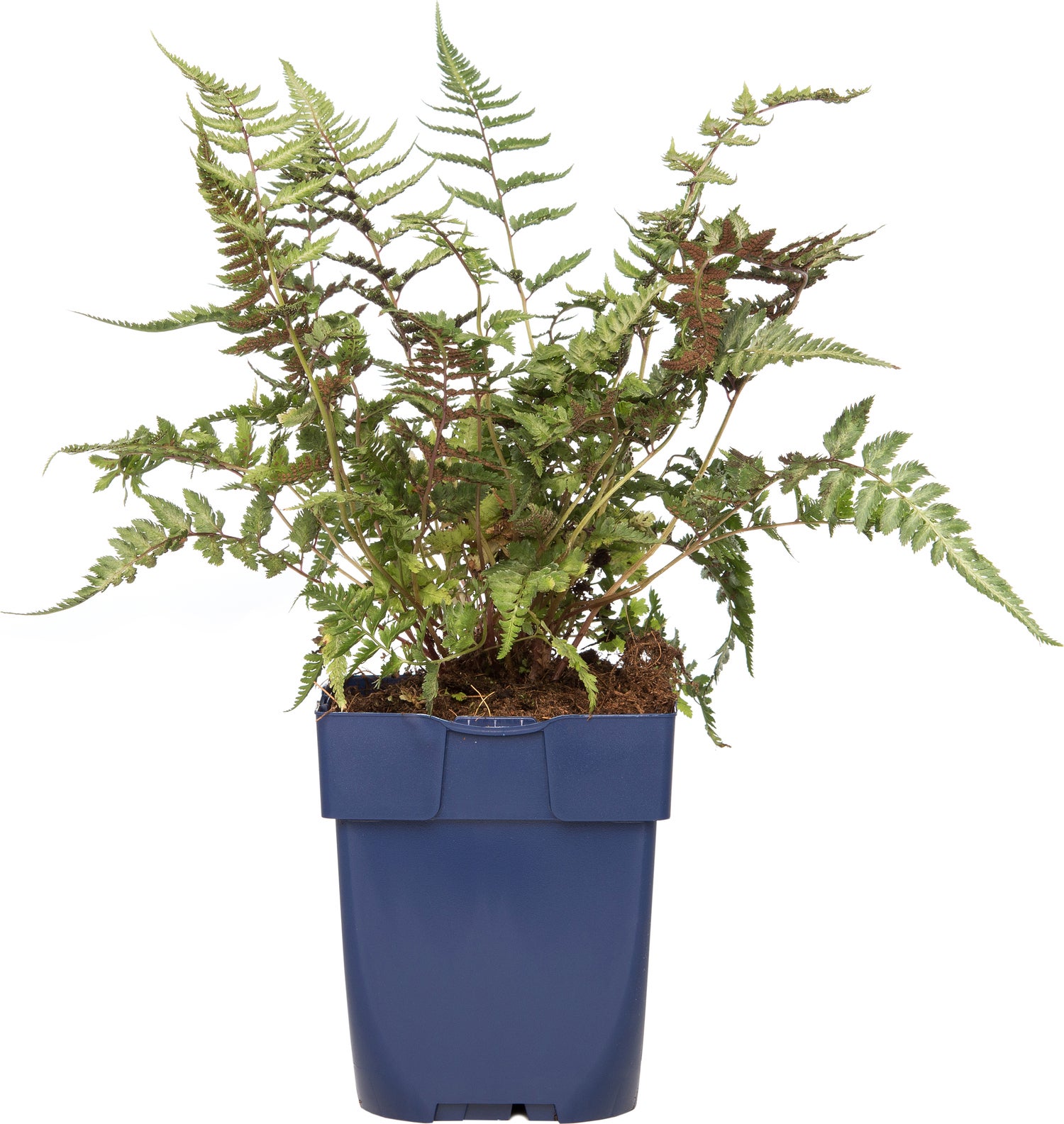 Vrouwtjesvaren (Athyrium 'Metallicum') D 11 H 10 cm