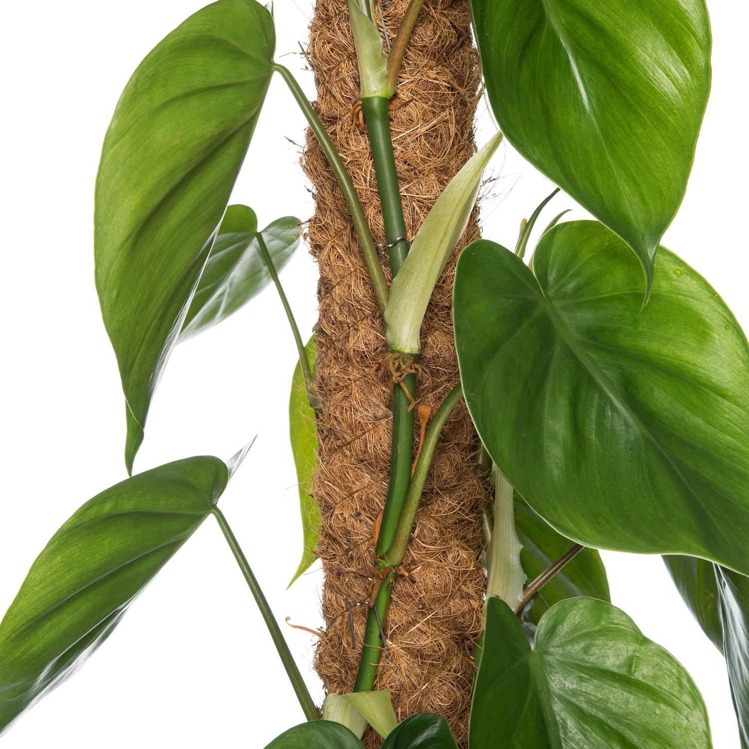 Philodendron (Philodendron scandens) D 27 H 150 cm