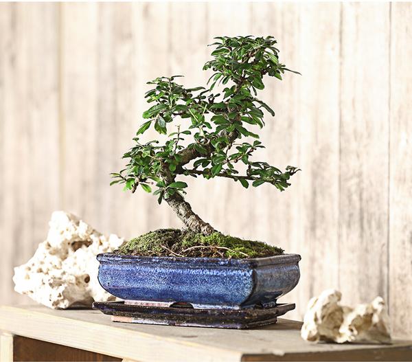 Bonsai Fukientee - Carmona microphylla, 10
