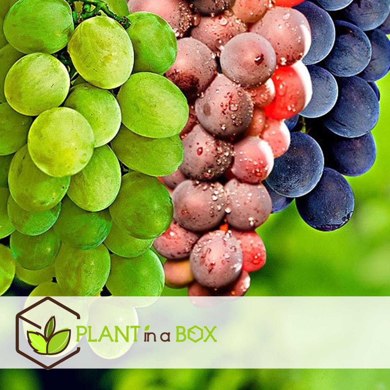 Plants de raisin - mélange de 6 - vitis vinifera - pot 9cm - hauteur 25-40cm