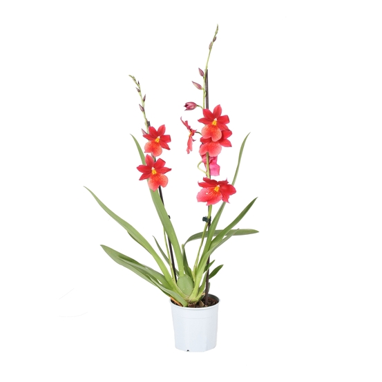 Orchidée Cambria Nelly Isler 2 tiges - pot D12cm
