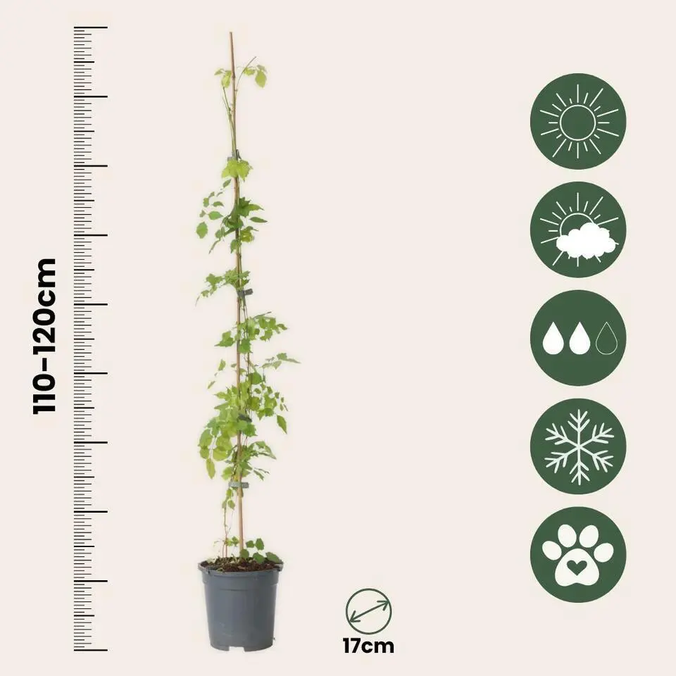 Trompetbloem - Campsis radicans - Hoogte 110-120cm - ⌀17cm
