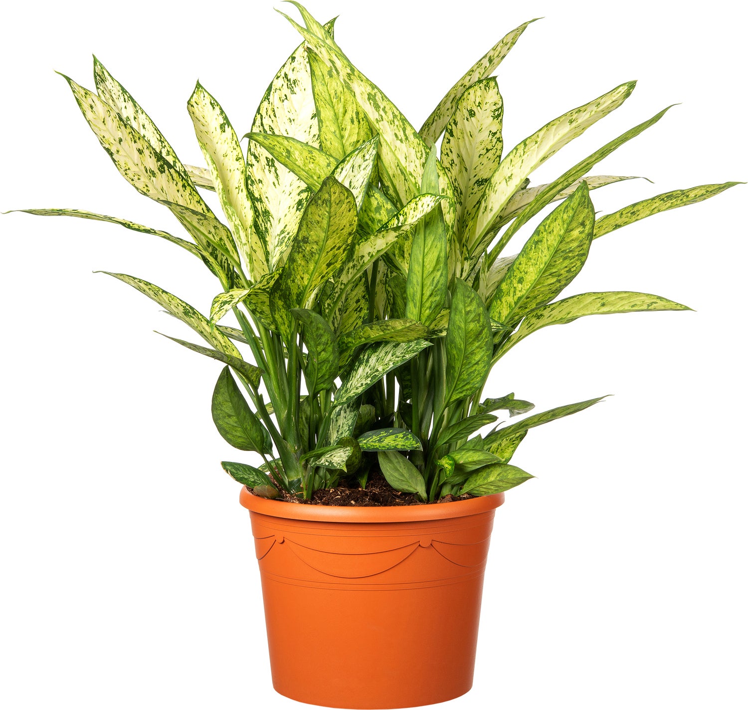Dieffenbachia (Dieffenbachia seguine 'Crown') D 35 H 150 cm