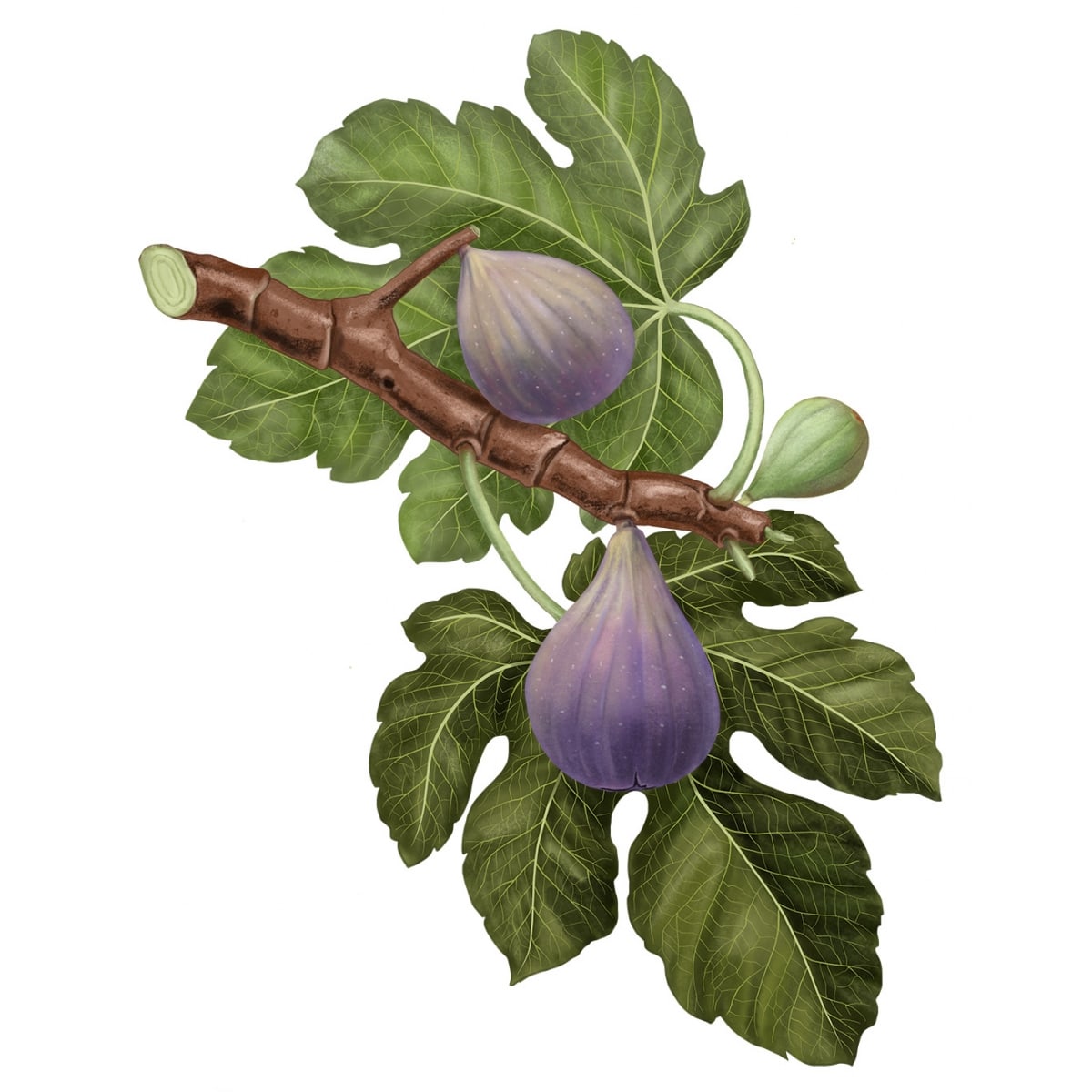 CARRIÈRE FRÈRES Figuier - Ficus Carica Bougie Parfumée