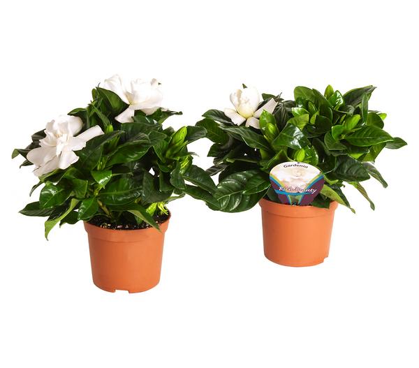 Gardenie - Gardenia jasminoides, creme