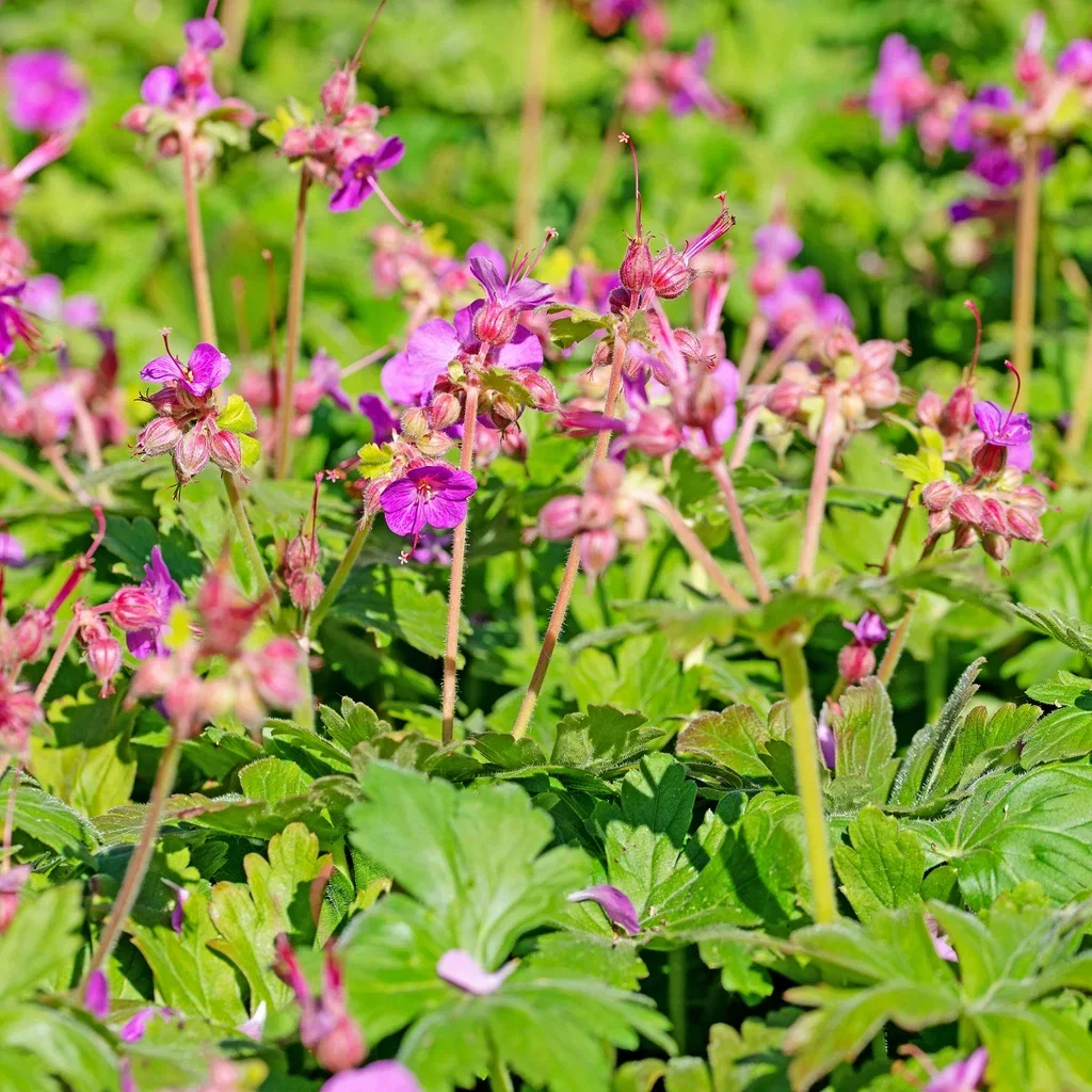 Geranium x cantabrigiense 'Cambridge' Kantabstorkenebb 'Cambridge' Ø11 cm