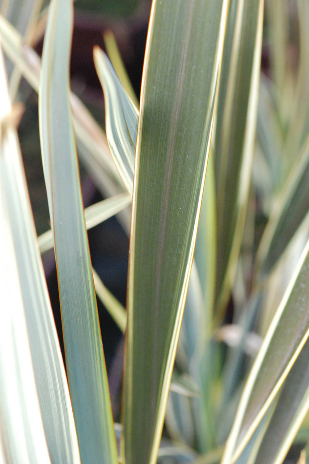 Phormium 'brown sugar' - 5l
